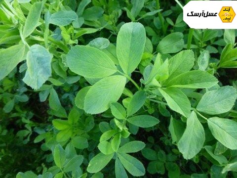 یونجه