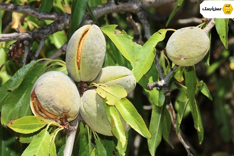 بادام درختی تازه