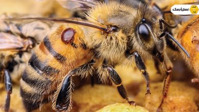 مبارزه نظافتی زنبور عسل