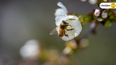 نکته کاربردی زنبور عسل