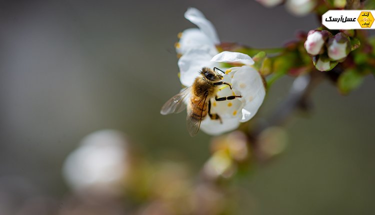 نکته کاربردی زنبور عسل