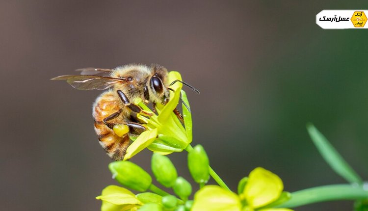بدن زنبور عسل