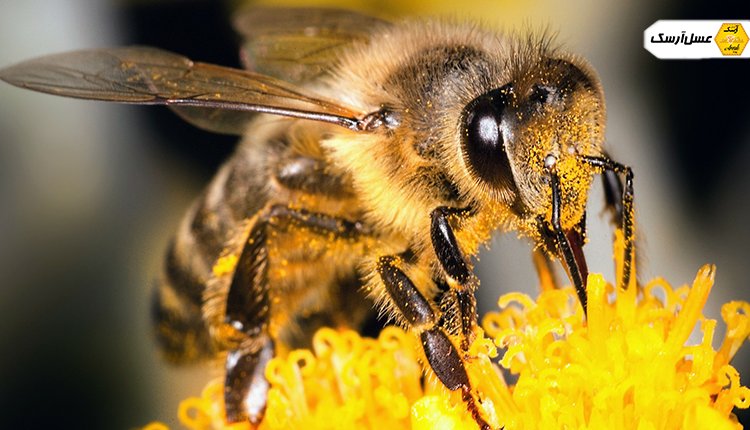 حس بینایی زنبور عسل