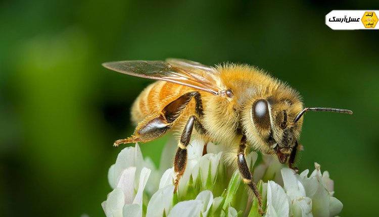 حس بویایی زنبور عسل