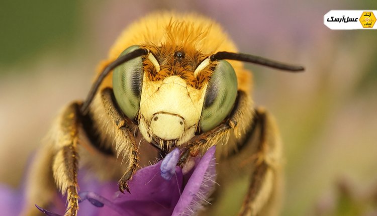 غده هیپوفارنژیال زنبور عسل کارگر