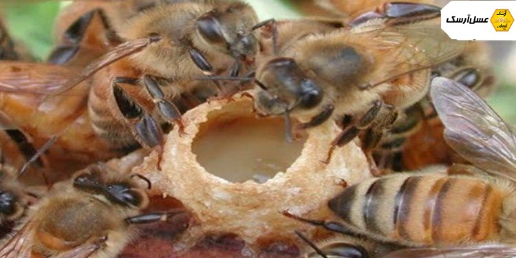 ژل رویال طبیعی