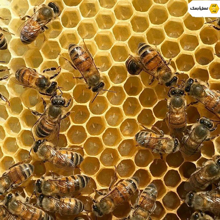 ساخت موم توسط زنبور
