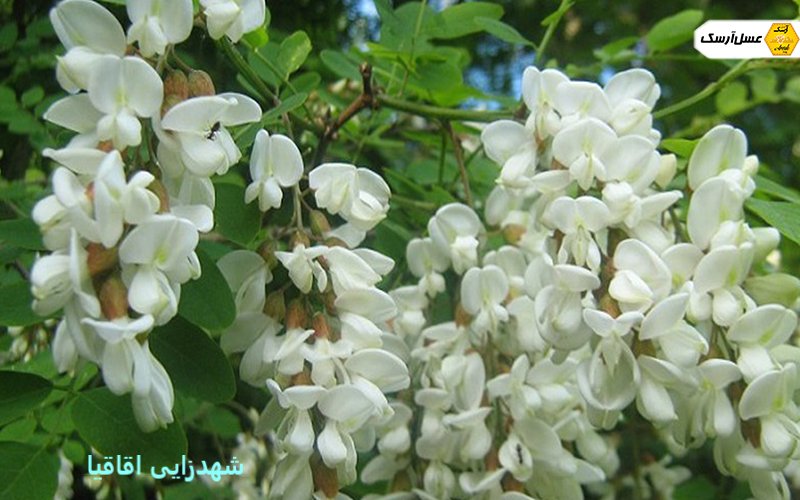 شهدزایی اقاقیا