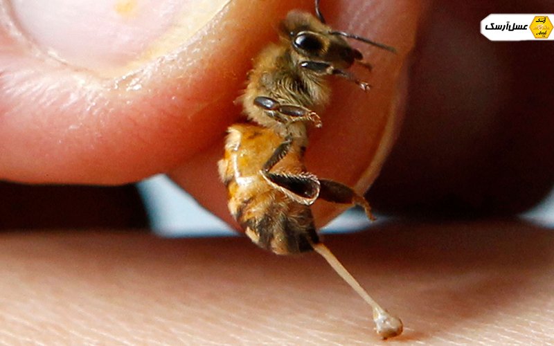 تولید زهر زنبور عسل