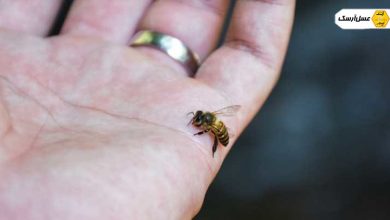 مصارف و کاربرد زهر زنبور عسل